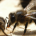 Sur les 100 espèces végétales qui fournissent 90 % de la production alimentaire dans le monde, plus de 70 sont pollinisées par les abeilles. Au 21e siècle, les êtres humains...