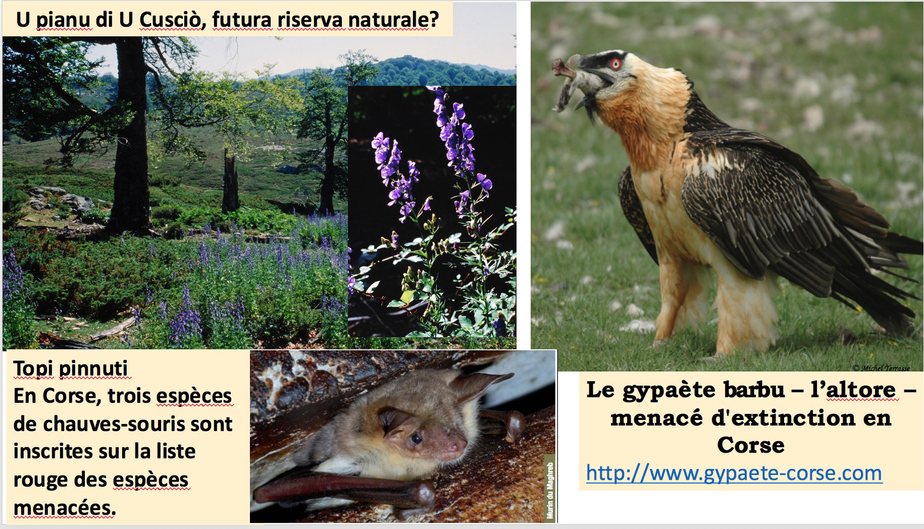 4 a nature 1 cuscionu altore b