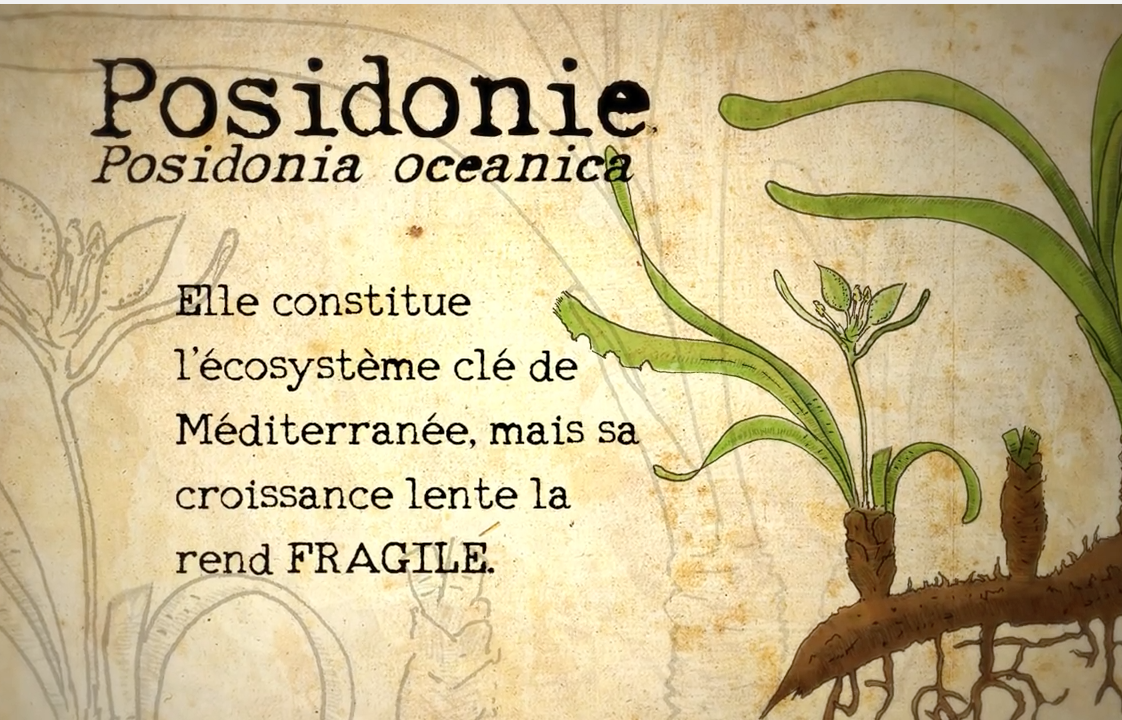 posidonie-dessin