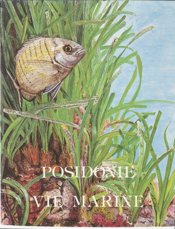 posidonies-herbier
