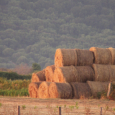 Mise en place récemment, la Commission départementale de consommation des espaces agricoles de Haute-Corse dévoie son objet qui vise à la préservation des terres agricoles. U Levante s’interroge sur le […]