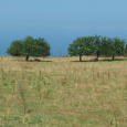 Sant’Antoninu. Sur une parcelle agricole à fortes potentialités, le maire compte réaliser un nouveau parking. U Levante a formulé un recours gracieux auprès du sous-préfet de Calvi, lequel a signé […]