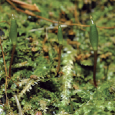 La buxbaumie verte a été découverte sur notre île en 1903. Les forêts corses abritent cette toute petite mousse à forte valeur patrimoniale. Rare, elle est également très difficile à […]