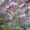 Deux espèces de flore menacées en Corse doivent faire l’objet de plans nationaux de sauvegarde : le Centranthe à trois nervures et la Lunetière de Rotgès. Ces plans sont soumis à […]