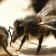 Sur les 100 espèces végétales qui fournissent 90 % de la production alimentaire dans le monde, plus de 70 sont pollinisées par les abeilles. Au 21e siècle, les êtres humains […]