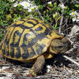 À AJACCIO, LE SACCAGE DES ESPACES NATURELS SE POURSUIT D’EST EN OUEST : VOUS AVEZ AIMÉ LA CONFINA ?…VOUS ALLEZ ADORER VIGNOLA ! U Levante vous alerte depuis plus d’un mois sur une atteinte […]