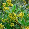 Houx rouge et houx doré U caracutu pè l’annu novu ? Le houx commun (Ilex aquifolium) arbore un feuillage vert épineux luisant et les pieds femelles s’ornent de baies rouge vif […]