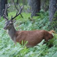 Cerf sub-adlute, 4 à 6 ans, Quenza Si des « cerfs » ont été présents en Corse bien avant l’arrivée des premiers hommes, le cerf actuel Cervus elaphus corsicanus  aurait été introduit […]