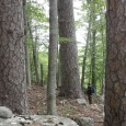 Forêts anciennes de Méditerranée: le WWF a classé des peuplements de Corse dans le Top 10 des hauts lieux de naturalité français. Photographie : Agent ONF DR Corse (in, M. Rossi, […]