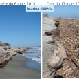 la tempête a fortement érodé la plage et mis à nu d’énormes troncs placés antérieurement en tant que protection. Des tonnes de bois flottés, chariées par le Tavignanu en crue, […]