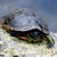 “Padule”, “stagni”, “prati acquosi”, “pozzine”…, entre terre et eau, mares, tourbières, prairies humides, étangs, lagunes, marais salants, ruisseaux, vallées alluviales… les milieux humides sont l’objet de mille dégradations, comblements, pollutions […]