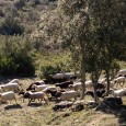 U Levante relaie l’appel à rassemblement à Tavera. Sustenite i vostri pastori Pour que nos bergers puissent continuer à pratiquer l’estive dans nos montagnes nous devons les soutenir contre la […]