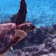 Quand une femelle de tortue marine s’imagine que le long des côtes de Corse elle pourra trouver un coin tranquille pour pondre…  en été…  malheureusement ce n’est plus possible, même […]