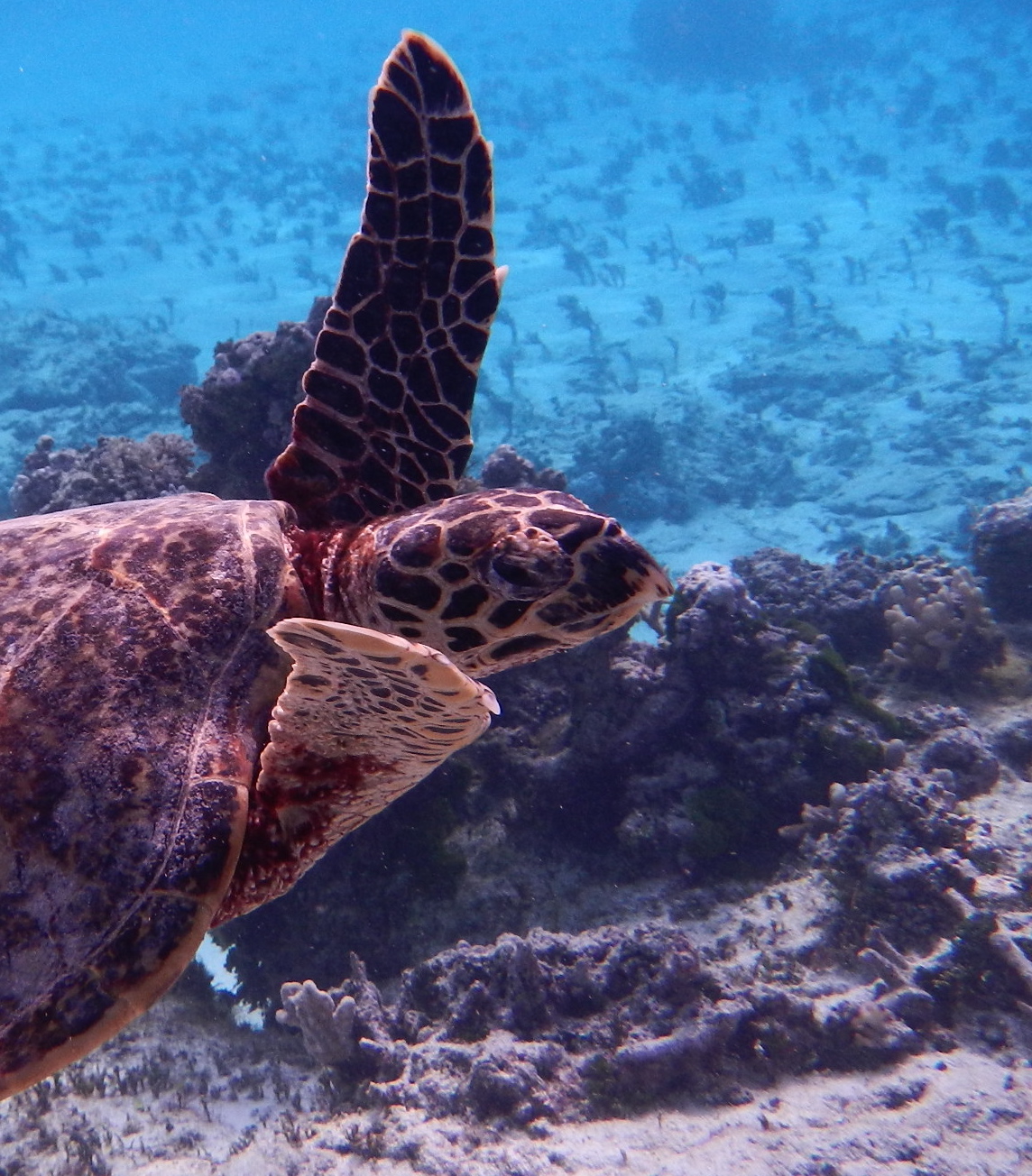 Tortue Marine Et Tourisme En Corse L Impossible Ponte U Levante