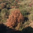 4 octobre : quelques images de la végétation de la côte occidentale de la Corse.  Lentisques, arbousiers, chênes verts, oléastres, etc. “brûlés”, desséchés, traduisent les effets d’un été très chaud et très sec. […]