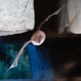 Aiacciu, 30 mai à 21 h, Palais des Congrès : projection exceptionnelle du film “Les Ailes du Maquis” pour partir à la découverte du monde fascinant des chauves-souris (i topi pinnuti!). […]