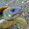 Dans le Var certainement, mais qu’en est-il en Corse et plus précisément dans le Grand-Ajaccio ? U Levante peut affirmer que la situation de la biodiversité en général et de la tortue d’Hermann en particulier est […]