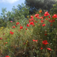 La chanson des coquelicots   Sur l’air de “Ça fait rire les oiseaux” de la Compagnie Créole Pour l’intro : On entend une radio qui annonce :  Le Centre national de la recherche […]