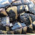 “La Tortue d’Hermann est actuellement l’un des reptiles les plus menacés aux échelles européenne et mondiale. En France, elle est la seule tortue terrestre indigène et ne subsiste plus qu’en Corse […]