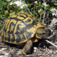 Pour avoir tué et mutilé des dizaines, voire bien davantage, de tortues d’Hermann en gyrobroyant 25 hectares de maquis aux lieux-dits Confina 2 et Monte Sant’Anghjulu à Aiacciu (la colline qui domine la centrale du Vazziu […]