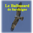Si la Corse ne veut plus de ses balbuzards, elle les aura au moins exportés avec succès en Toscane et en Sardaigne. En 2020, un couple de balbuzards s’est reproduit […]